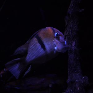 Guianacara owroewefi