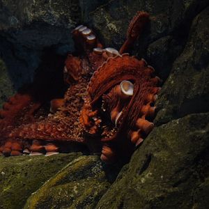 Giant Pacific Octopus