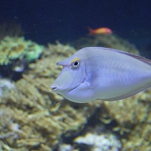 Bluespine Unicornfish