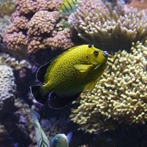 Goldspotted Angelfish