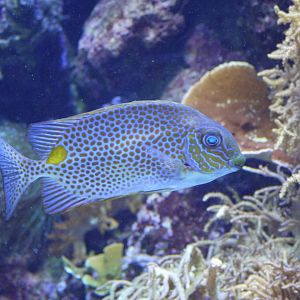 Orange-Spotted Spinefoot