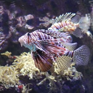 Red Lionfish