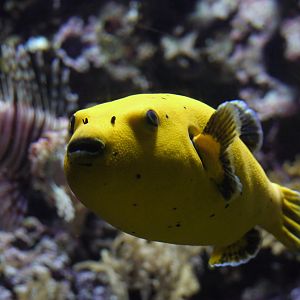 Blackspotted Puffer