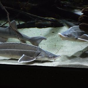 Sturgeon