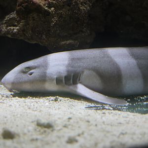 Brownbanded Bamboo Shark
