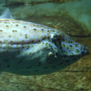 Scrawled Filefish