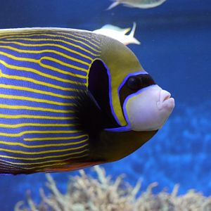 Emperor Angelfish