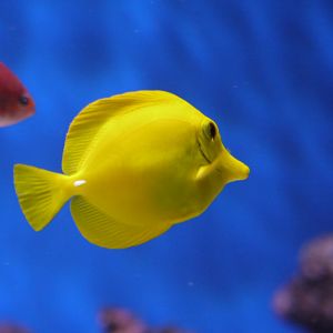 Yellow Tang