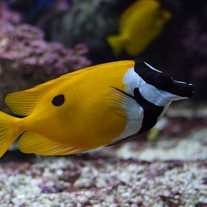 Foxface Rabbitfish
