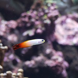 Fire Goby