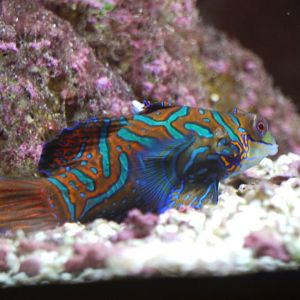 Mandarin Dragonet