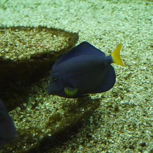 Purple Tang