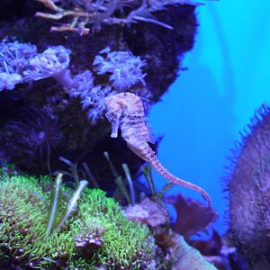 Common Seahorse