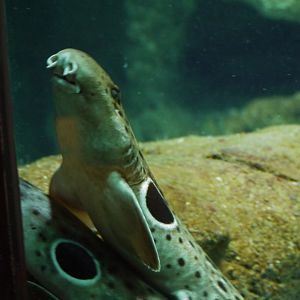 Epaulette Shark