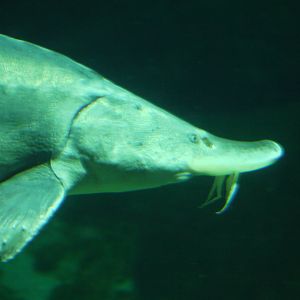 Beluga Sturgeon