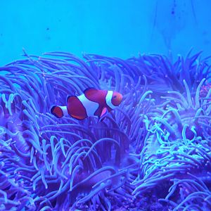 Ocellaris Clownfish
