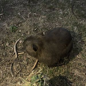 ‘Mary’ Common Wombat
