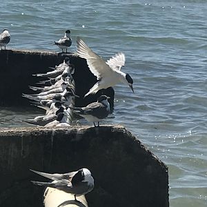 Great Crested Tern