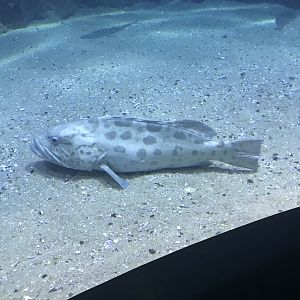 Potato Cod