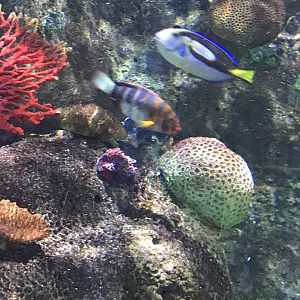 Harlequin Tuskfish and Blue Tang