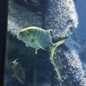 Gold Trevally
