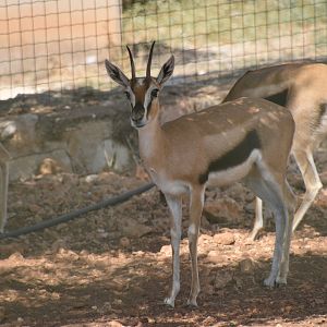 Female Thomson's  gazelle