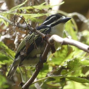 Yellow-rumped Tinkerbird