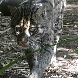 Fishing Cat