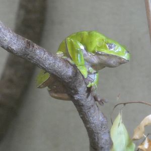 Giant Waxy Monkey Frog