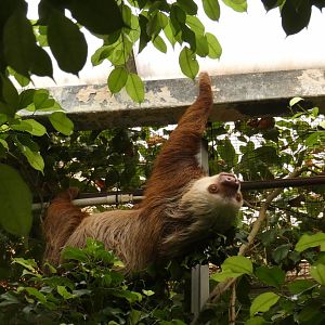 Hoffmann's Two-toed Sloth