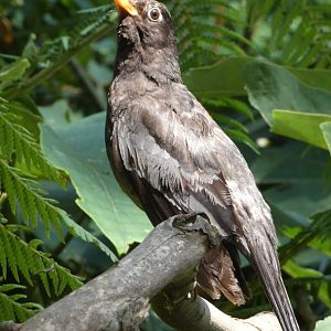 Grey-winged Blackbird (male)