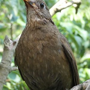 Grey-winged Blackbird (female)
