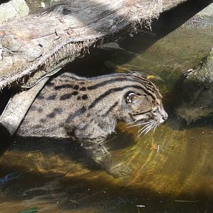 Fishing Cat in water