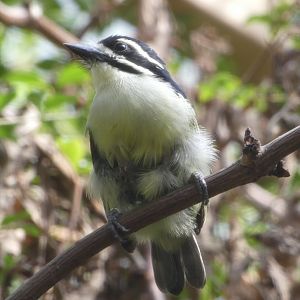 Yellow-rumped Tinkerbird