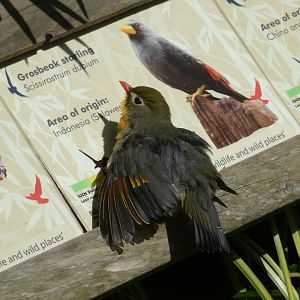 Pekin Robin sub-bathing