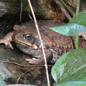 Cane Toad