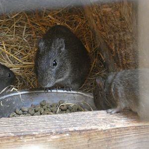 Brazilian Guinea Pig