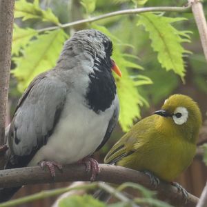 Namaqua Dove and Kilimanjaro White-eye