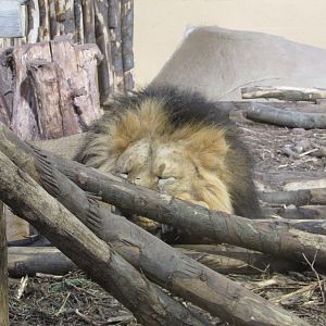 Sleeping Iblis - Chester Zoo