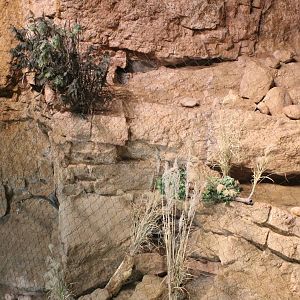 Ocelot Exhibit - Deserts Edge