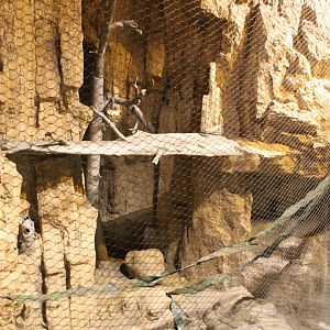 Coati Exhibit - Deserts Edge