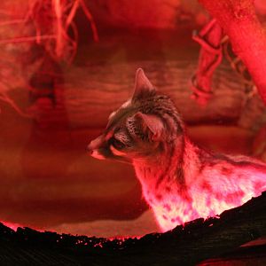 Small Spotted Genet - Deserts Edge