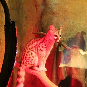 Small Spotted Genet - Deserts Edge