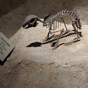 Sylvilagus sp. skeleton