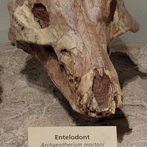 Archaeotherium mortoni