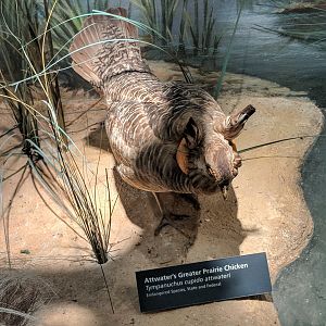 Attwater's prairie chicken (Tympanuchus cupido attwateri)