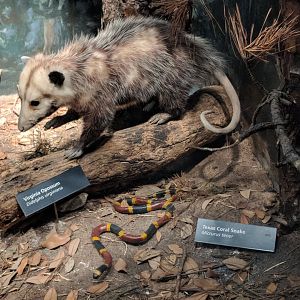 Virginia opossum (Didelphis virginiana) (Left) and Texas coral snake (Micrurus tener) (Right)