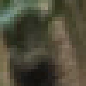 Amur leopard cubs - Colchester Zoo