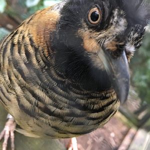 Spotted laughingthrush - Newquay zoo