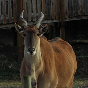 Eland Wild Place